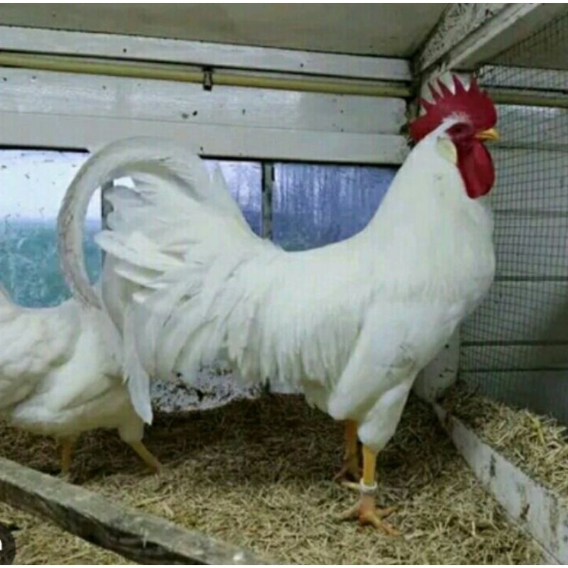 TELUR AYAM WHITE LEGHORN SIAP DI TETASKAN