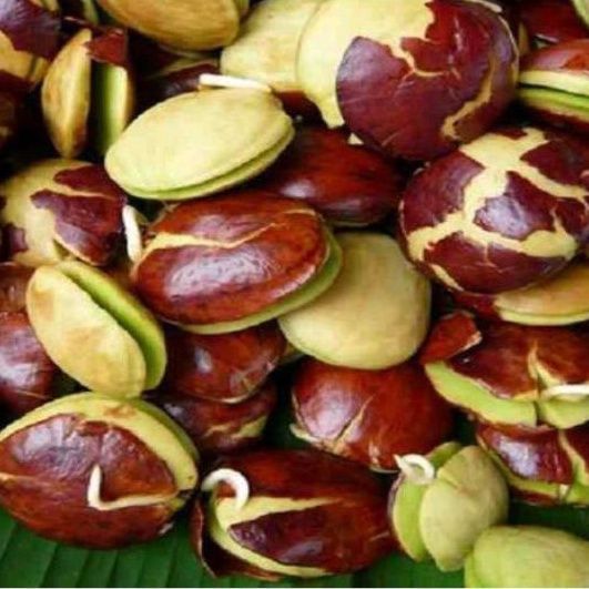 

(FRESH) Jengkol Tua Kupas Segar