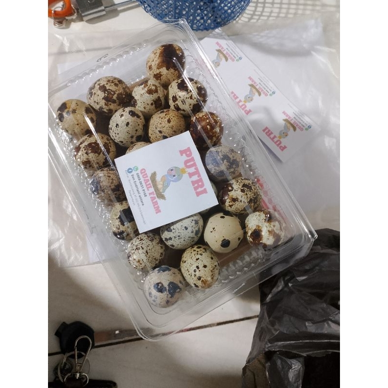

telur puyuh fresh