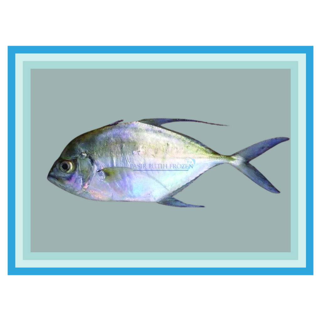 

Ikan Kuwe Rambe Frozen - 1kg