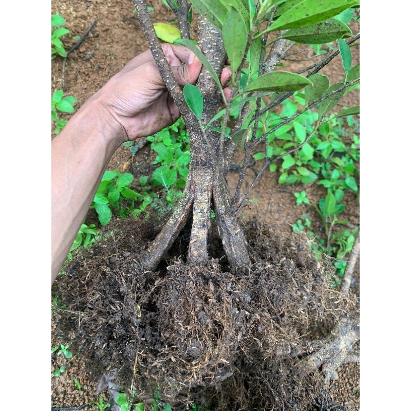 Kimeng pecah batang 4-6 program akar