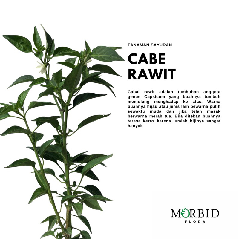 Bibit Tanaman Cabe Rawit Super / Cabai Rawit / Lombok Lalap