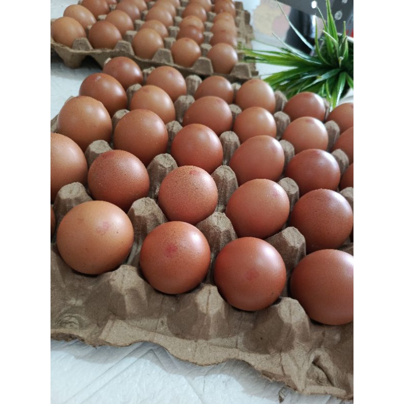 

TELUR OMEGA