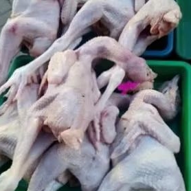 

ayam pejantan 500 gram murah banget