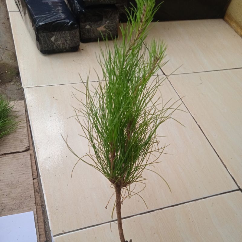 bibit pohon pinus