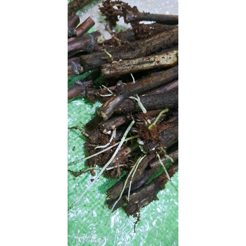 

Cutting Anggur Import Berkalus 301224