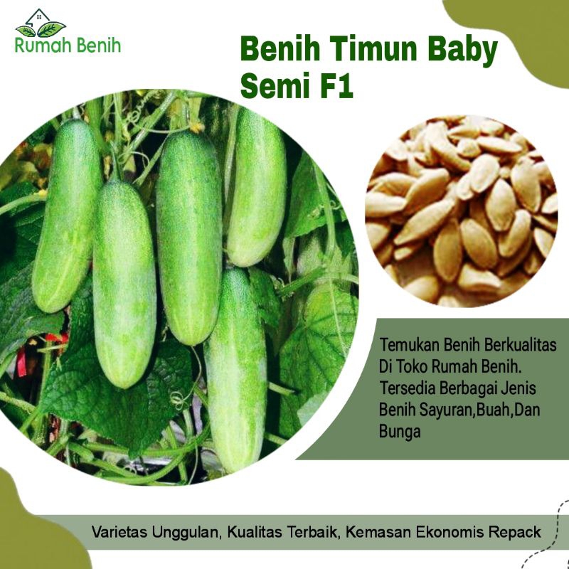Benih Timun Baby Semi F1 / Bibit Benih Timun Baby / Biji Benih Timun Semi F1 / Benih Sayuran Timun /
