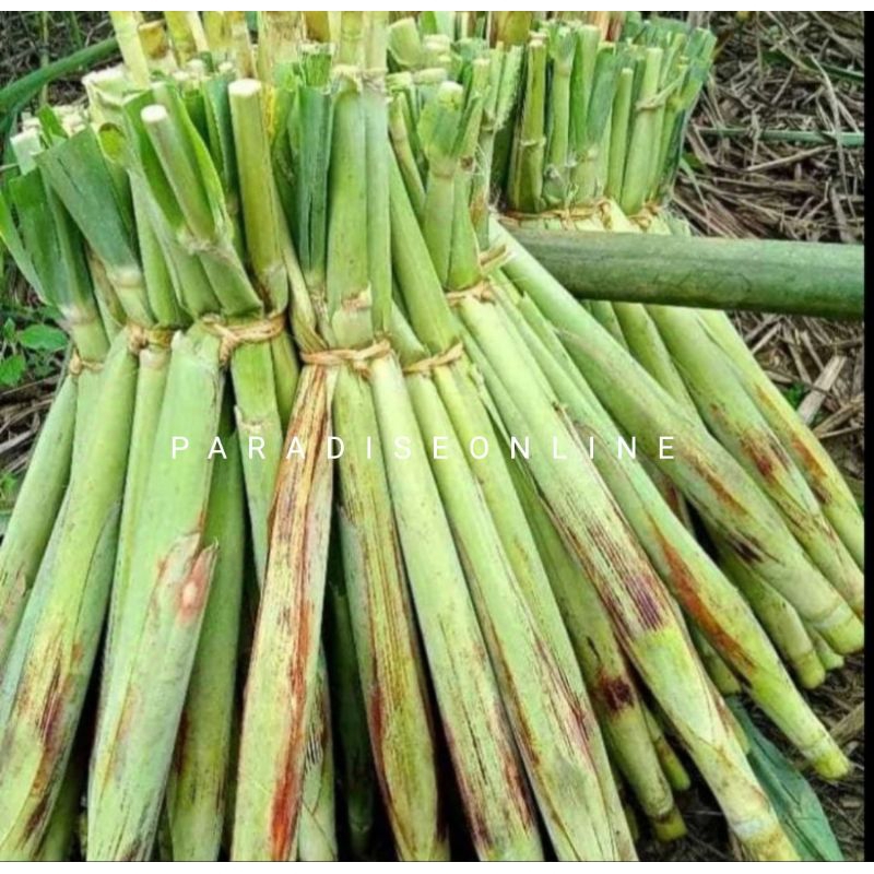 

terubus/turubuk/tebu telor 1kg