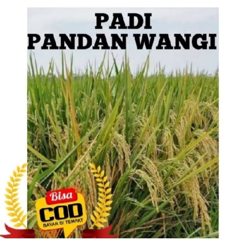 BENIH BIBIT PADI PANDAN WANGI KEMASAN 1KG