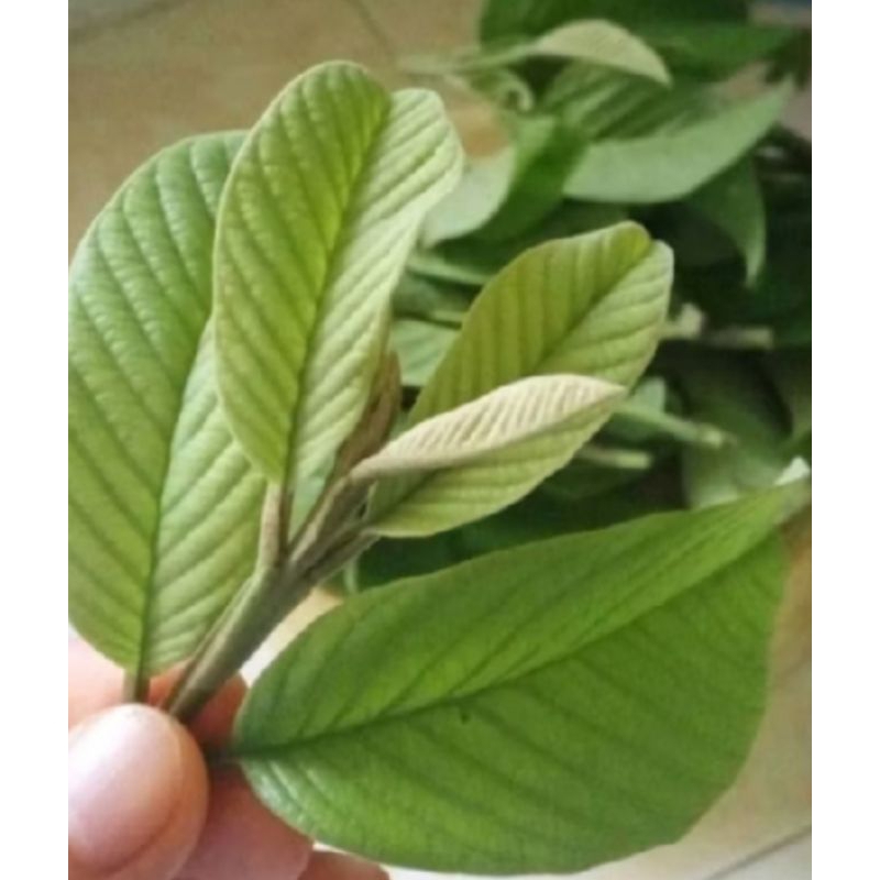 

daun jambu segar 300 grm