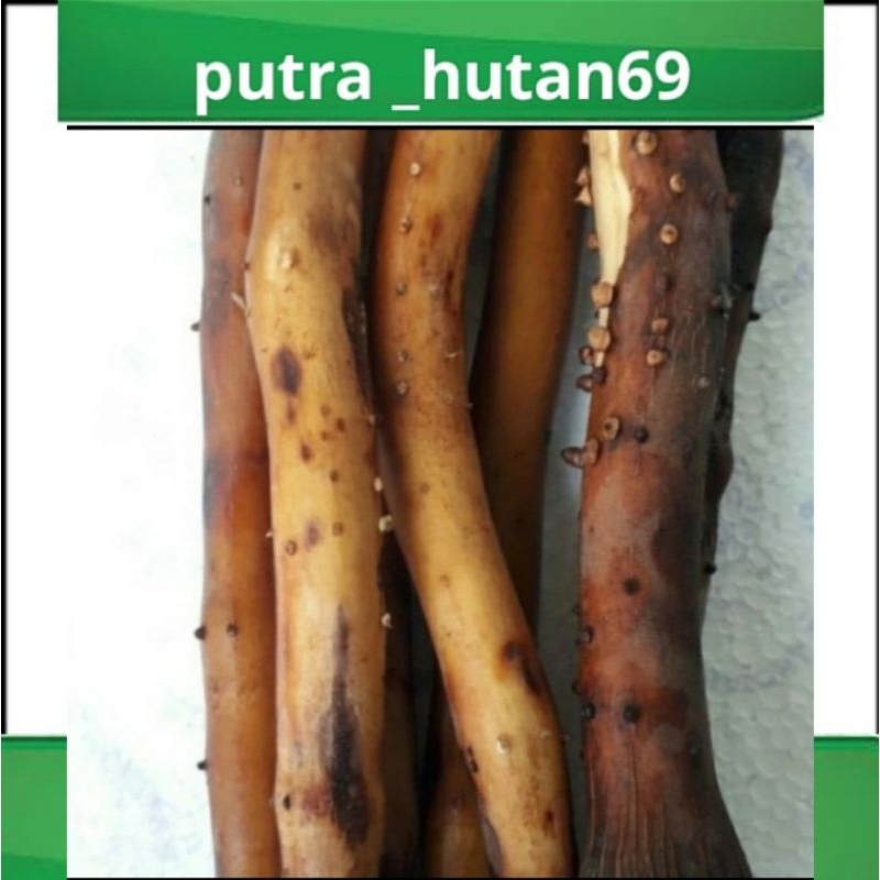 

AKAR PINANG 500 G SUPER