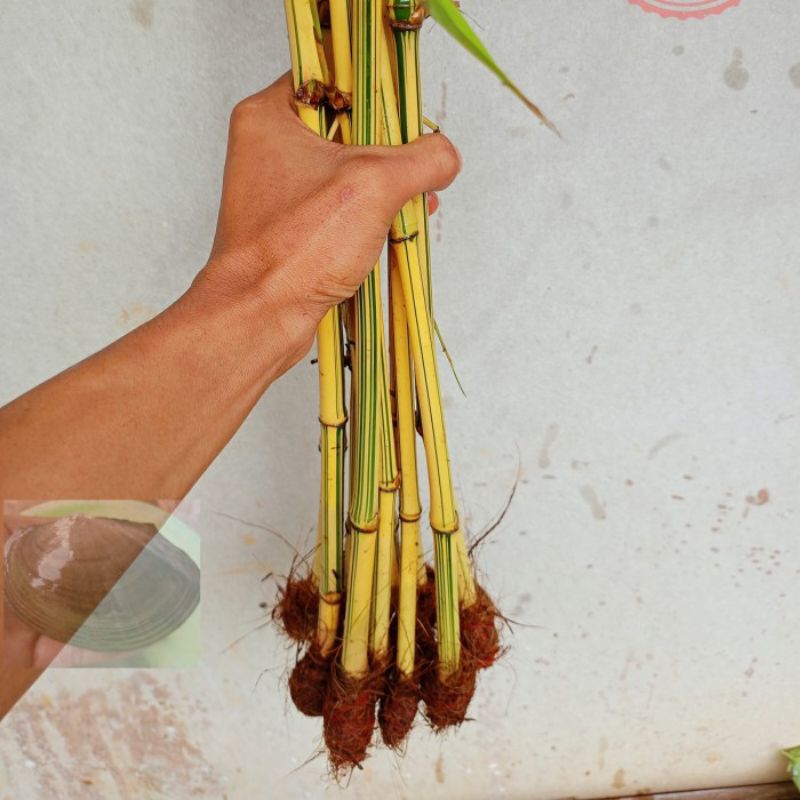 Bambu kuning hias tanaman asli bukan plastik (Bibit tanaman)
