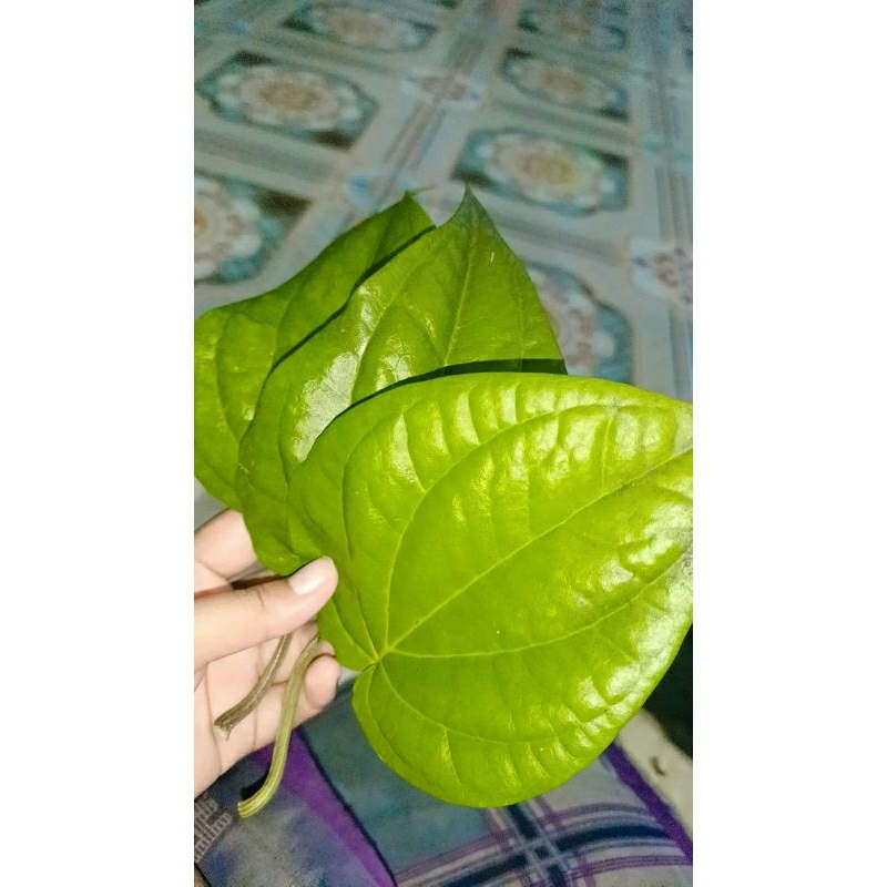 

Daun Sirih Fresh