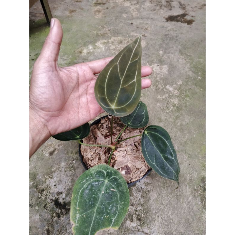 Tanaman hias anturium forgetti original