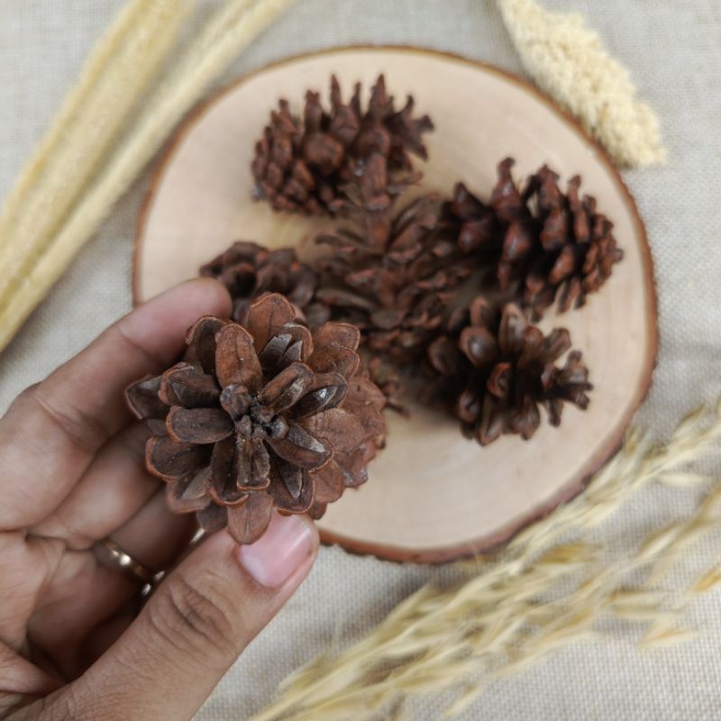 Bunga pinus bunga kering hiasan hampers hiasan mahar seserahan