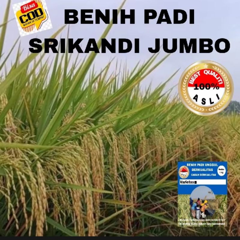 BIBIT PADI SRIKANDI JUMBO BERBOBOT 1KG