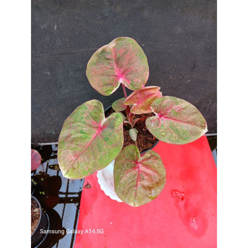 Tanaman Outdoor Keladi/Bunga Hias Hidup/Tanaman Outdoor