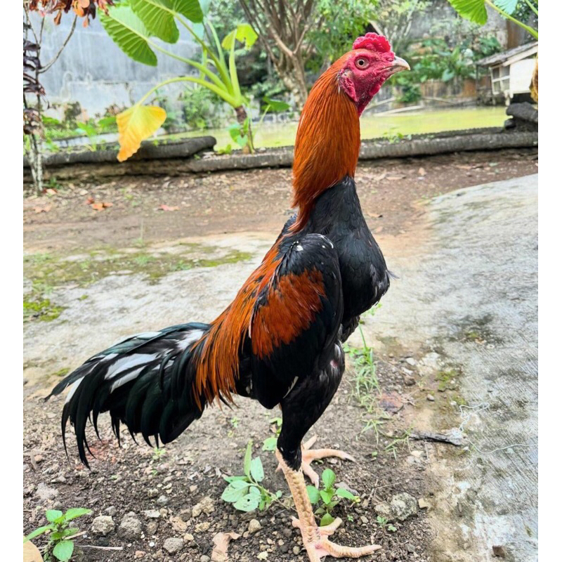 

2 telur ayam fertill ayam bangkok thailand super