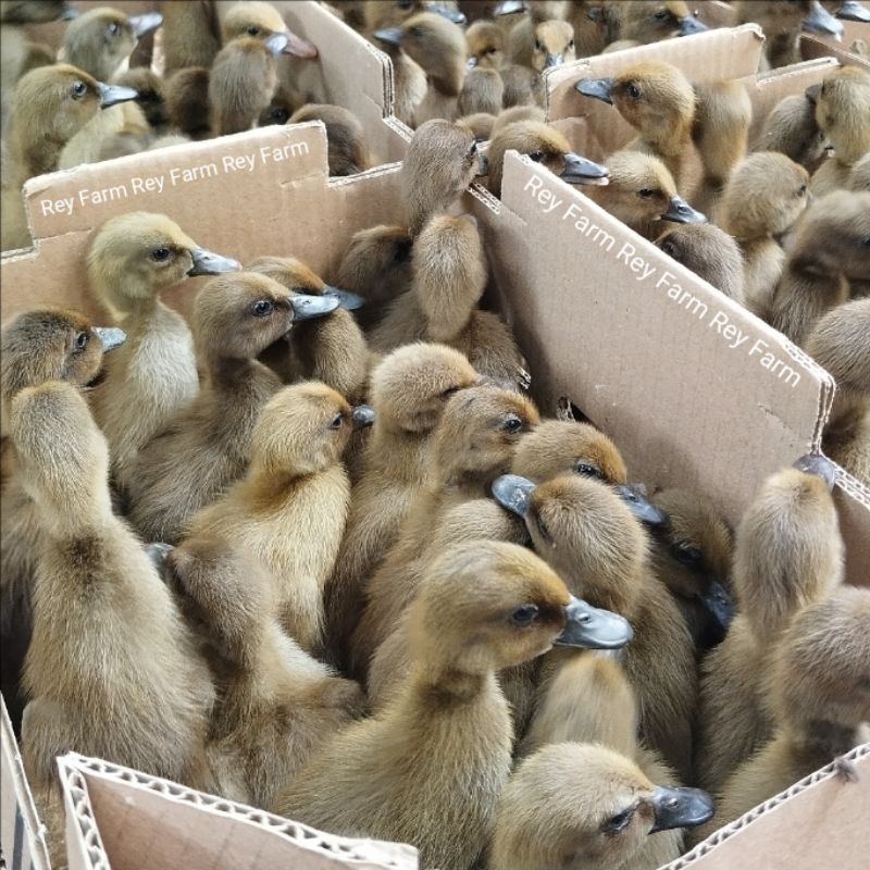 Dod Bebek Lokal Jantan/Bebek Jawa/Bebek Leher Panjang