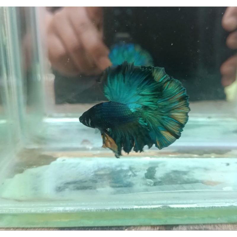 Male King Rostail Halfmoon
