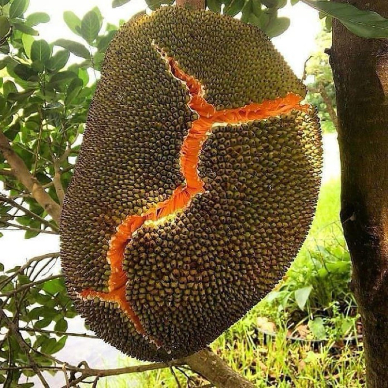 BIBIT NANGKA MADU MERAH SUPER JUMBO HASIL OKULASI MUDAH BERBUAH