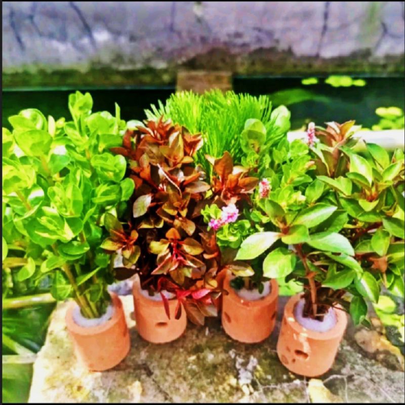 [ Paket 5 Pot 5 jenis ] Tanaman Aquascape - Paket Tanaman Aquascape - Paket Tanaman Aquarium - Tanam