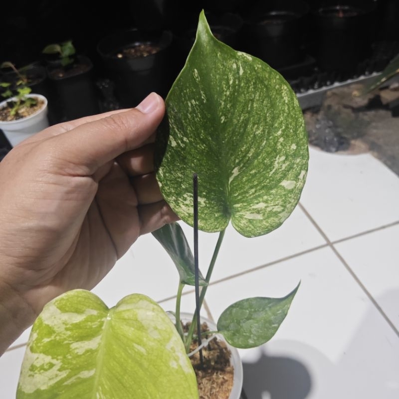 Tanaman Hias Monstera Deliciosa Varigata Mint White Monster