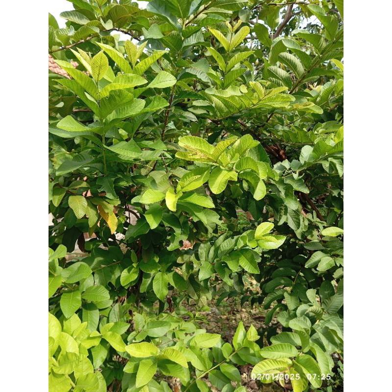 

daun jambu segar fresh 250gr