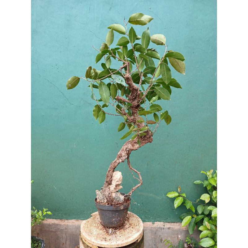 Bonsai iprik merah medium