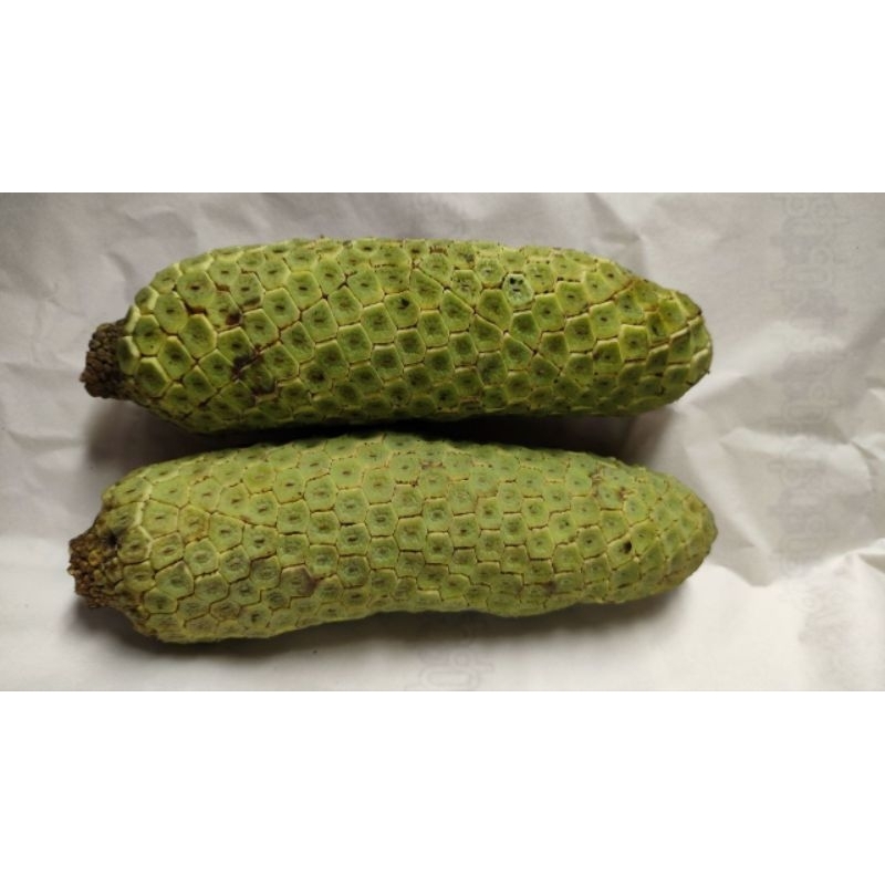 

BUAH MONSTERA