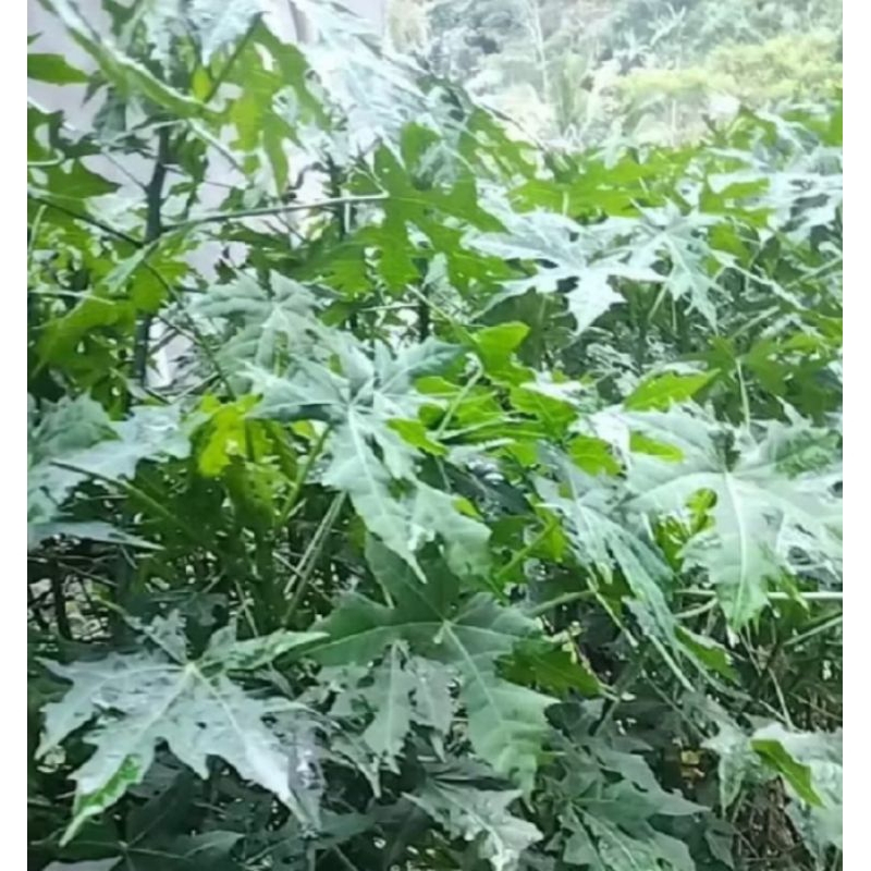 

daun gedi/daun pepaya Jepang 300 grm