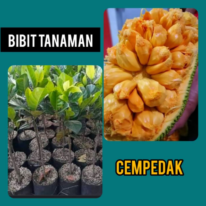 Bibit Cempedak / Cempedak Lokal