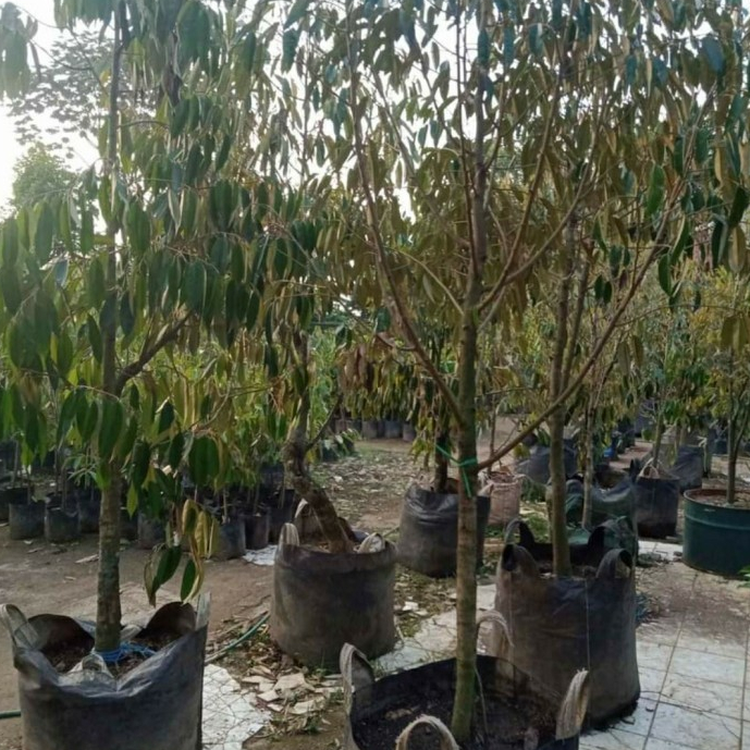 pohon durian musangking tinggi 2 meter