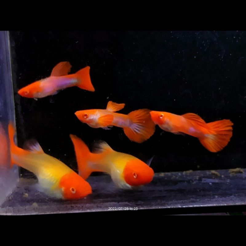 hiasan aquarium ikan Guppy albino koi sepasang