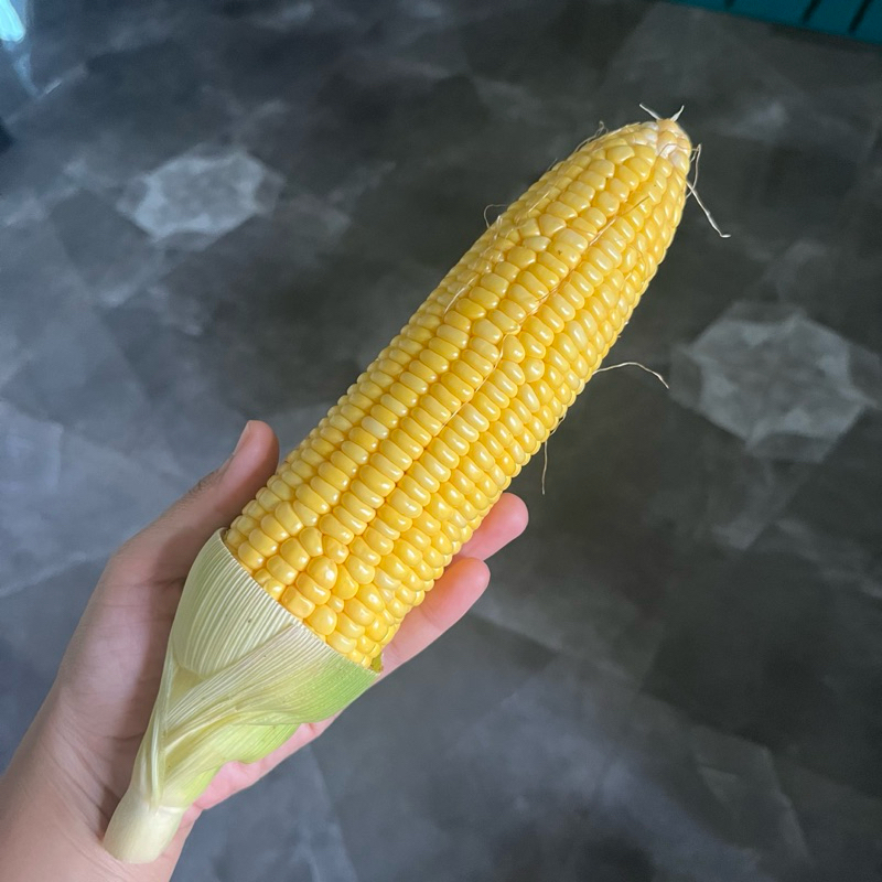 

Jagung Segar