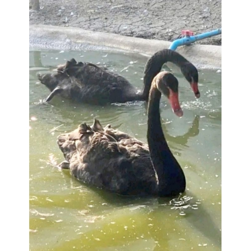

telur fertil/tetas angsa hitam / Black swan / Cygnus atratus ory import