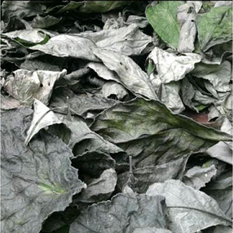 

Daun Keji Beling Kemasan isi 250 Gram