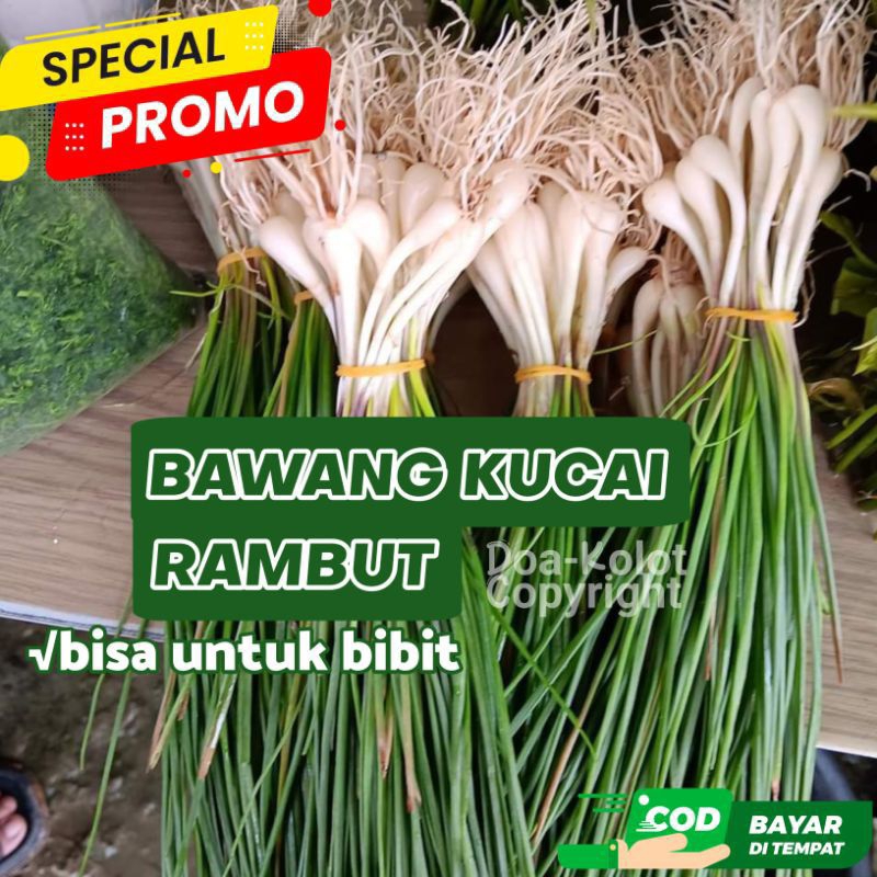 

Bawang Kucai Rambut konsumsi per ikat isi banyak