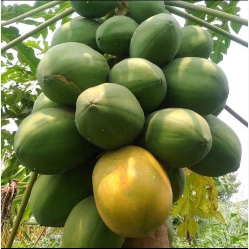 PROMOO  30 BENIH BIJI PEPAYA CALIFORNIA RED LADY 786