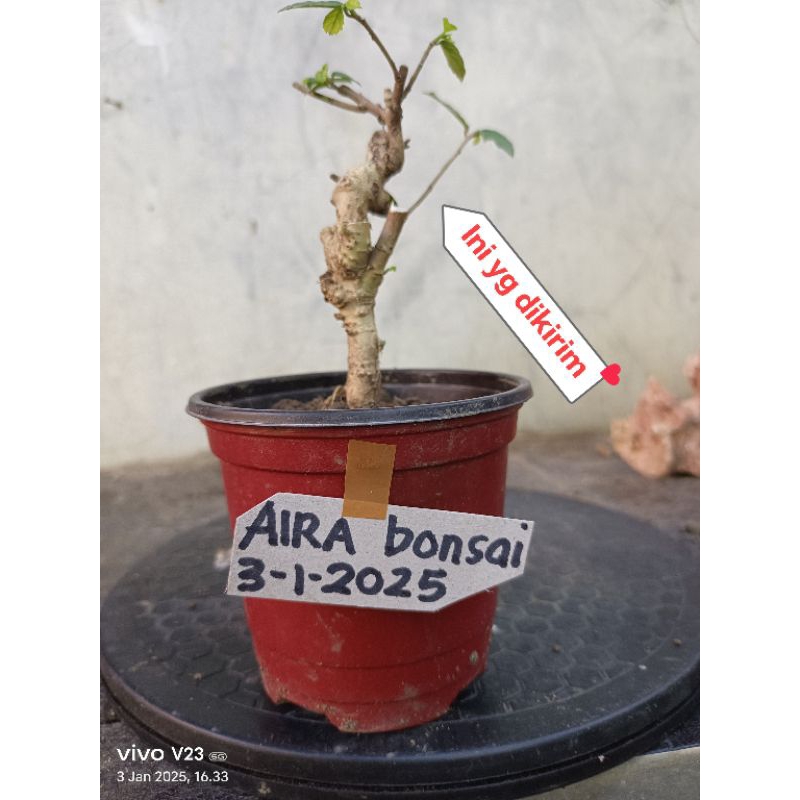 bahan bonsai serut hidup