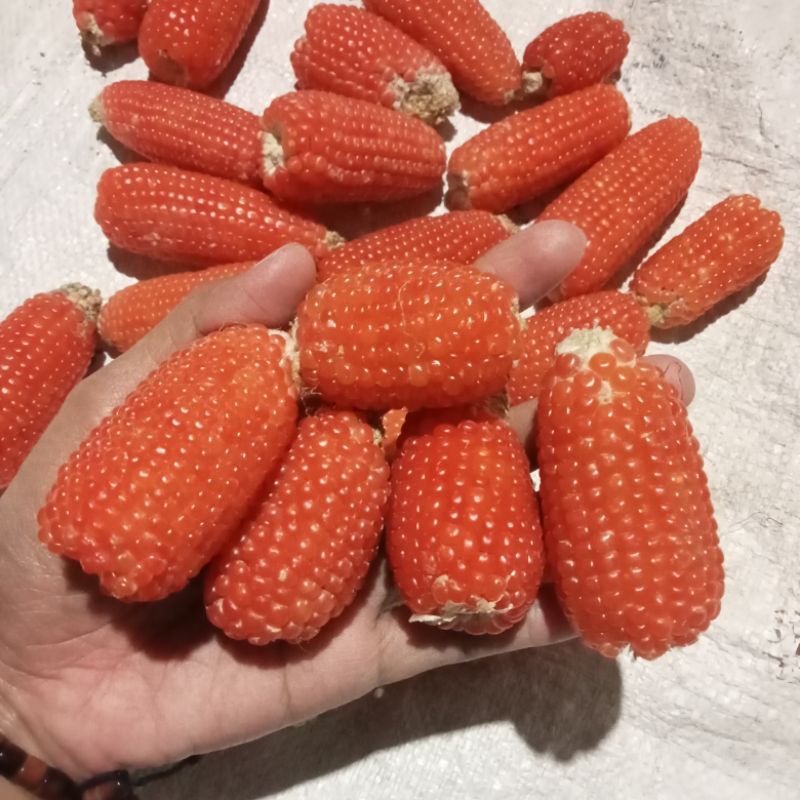 Jagung kering/Jagung mini/makan hamster 100gr