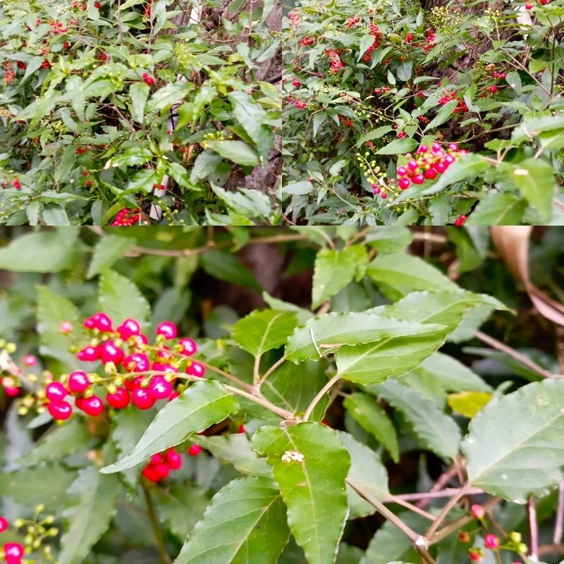 

Sedia Buah herbal rivina humilis