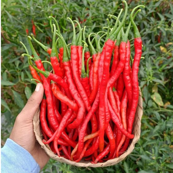 

Cabai merah keriting segar asli Blitar berat 300gram