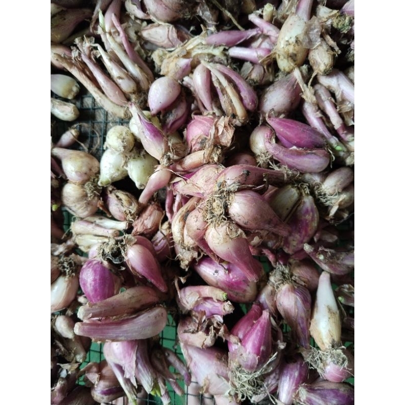 

1 kg bawang merah kecil/bawang senter.