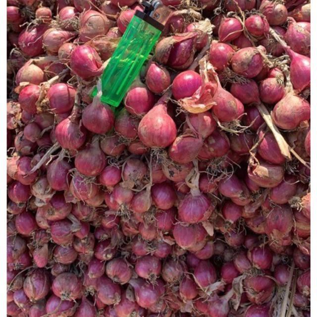 

BAWANG MERAH PROBOLINGGO