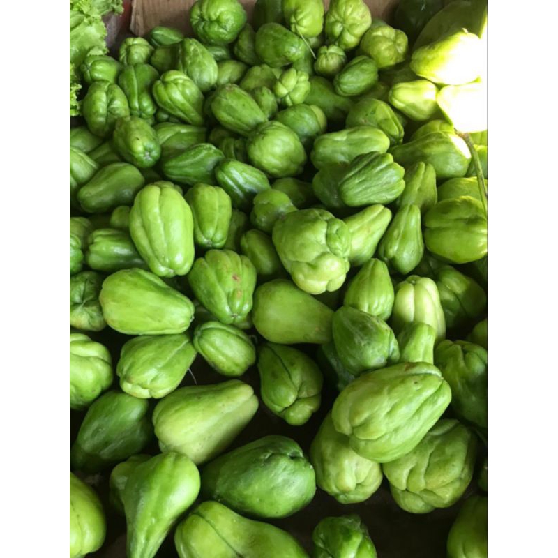 

Labu Siam Baby | Labu acar