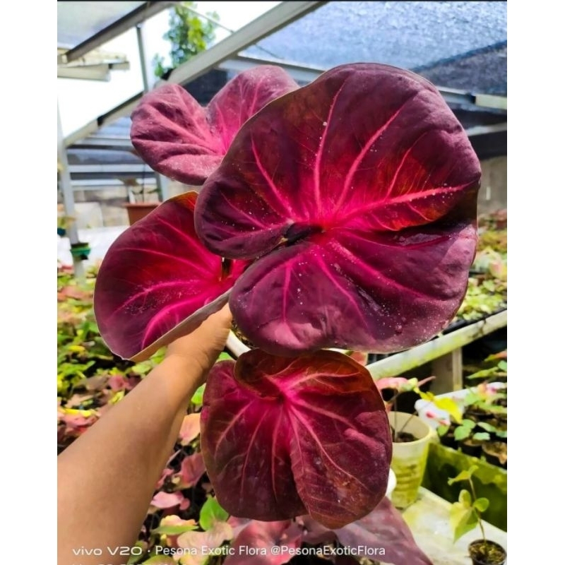 Caladium Nogo Geni - tanaman hias keladi nogo geni cantik murah