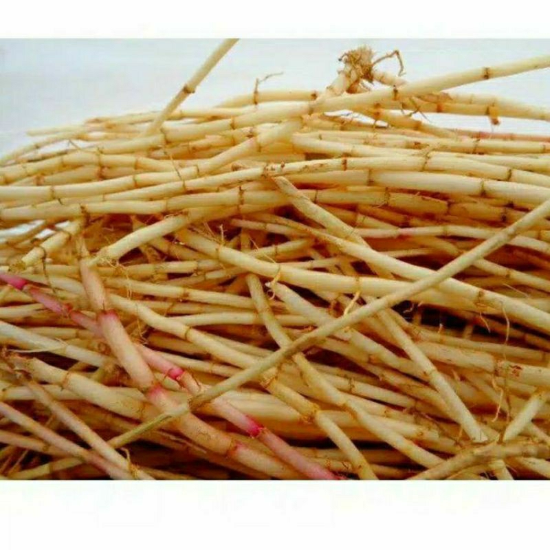 

akar alang alang/ilalang/eurih 500 gr