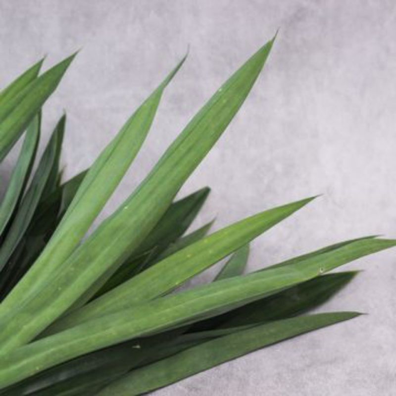 

Daun Pandan