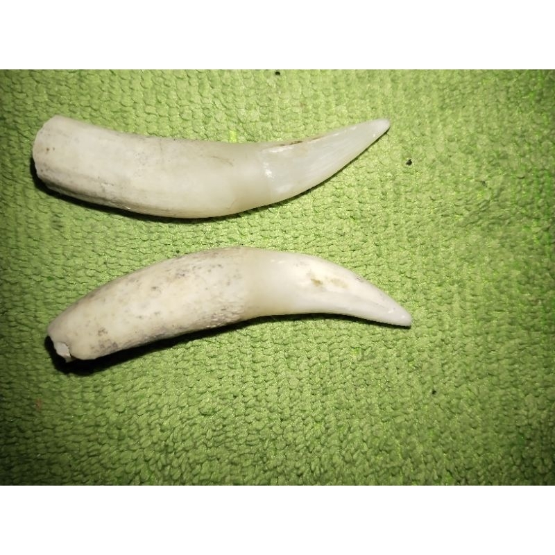 taring buaya asli